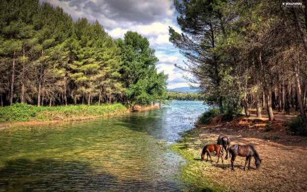 Xayvon   organizmlarini  jinsiz  va jinsiy  ko’payishlar  almashib  turish  sabablari.Klonlashtirish