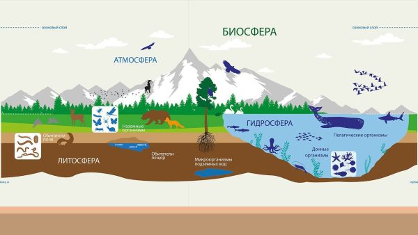 Biosfera haqida tushuncha. Biosferada modda va energiya almashinuvi.