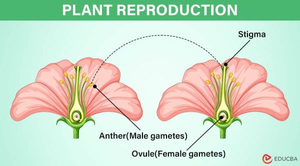 Plant Reproduction.ppt