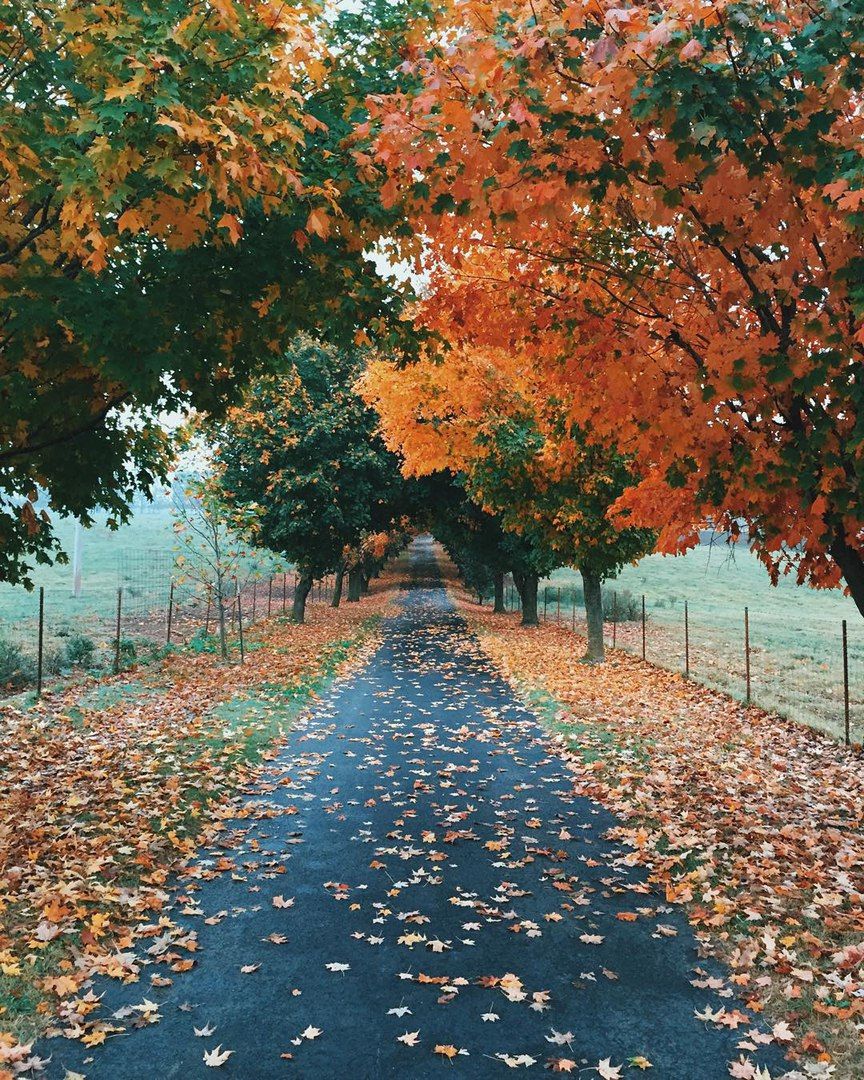 Kuz faslida o`simliklar hayotida ro`y beradigan o`zgarishlar.Dars ishlanma