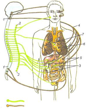 Nerv sistemasining ahamiyati